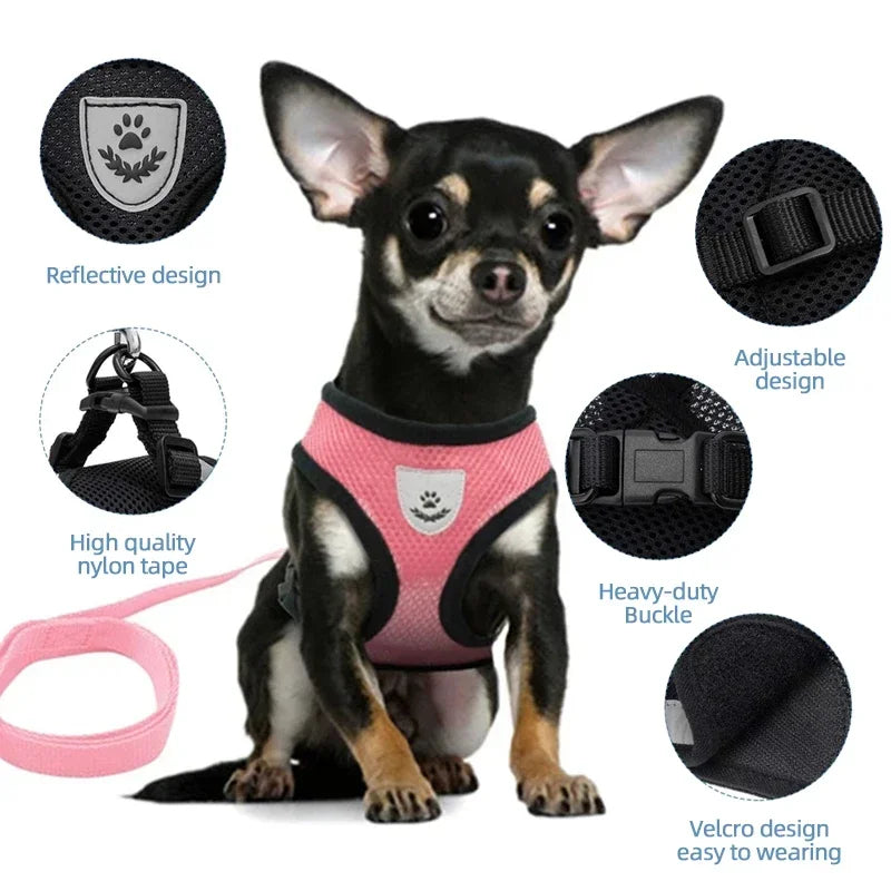 Harnais & Laisse pour Chat & Petit Chien