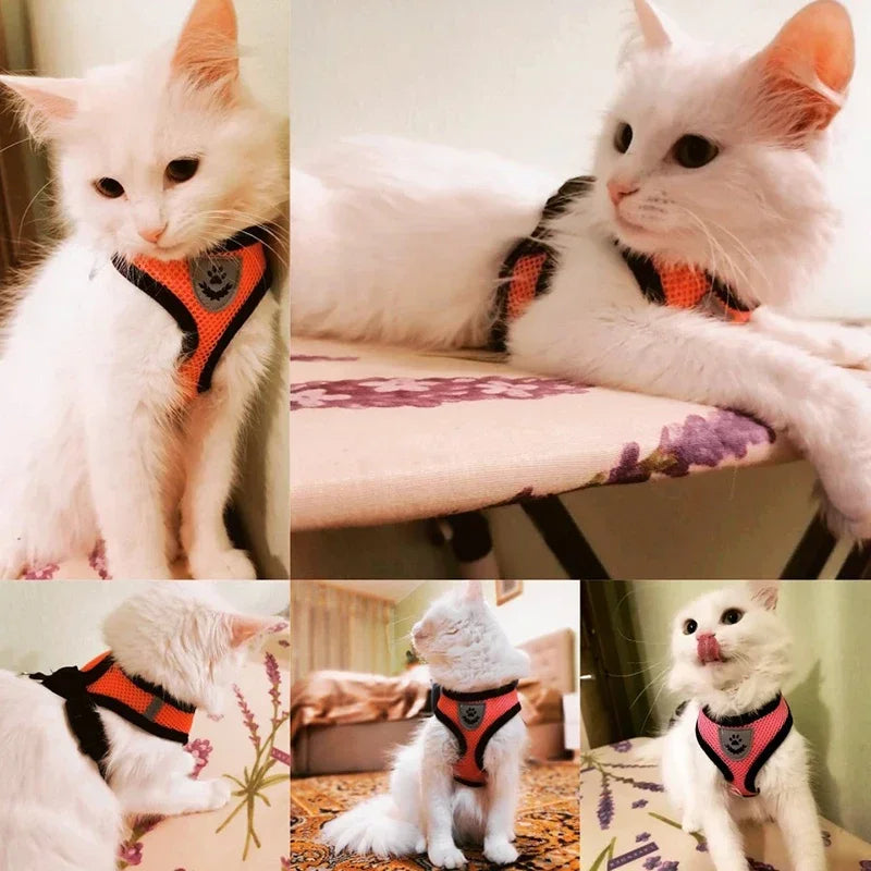 Harnais & Laisse pour Chat & Petit Chien