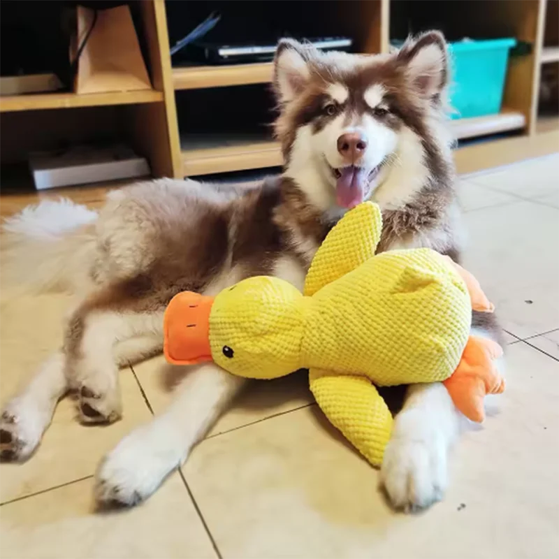 Peluche Canard pour Chien