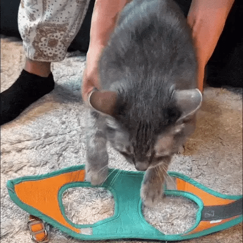 Harnais Anti-Fugue pour Chat